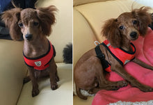 Soft Breathable Air Harness and Leash Set